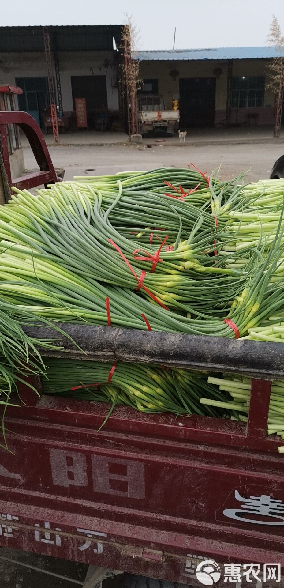 苍山蒜苔最新价格动态与市场深度解析